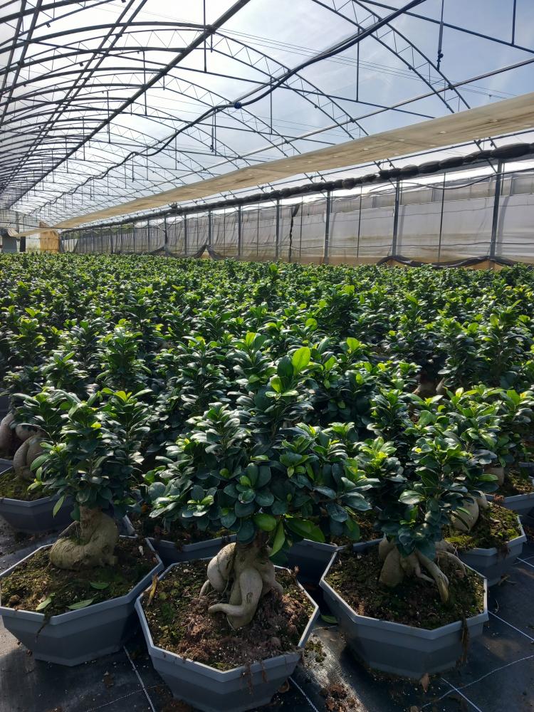 FICUS GINSENG GR1000 CP32