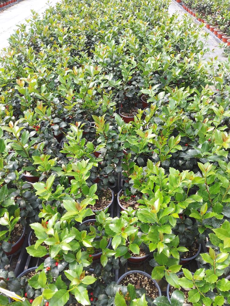 ILEX MESERVEAE BLUE MAID VP14