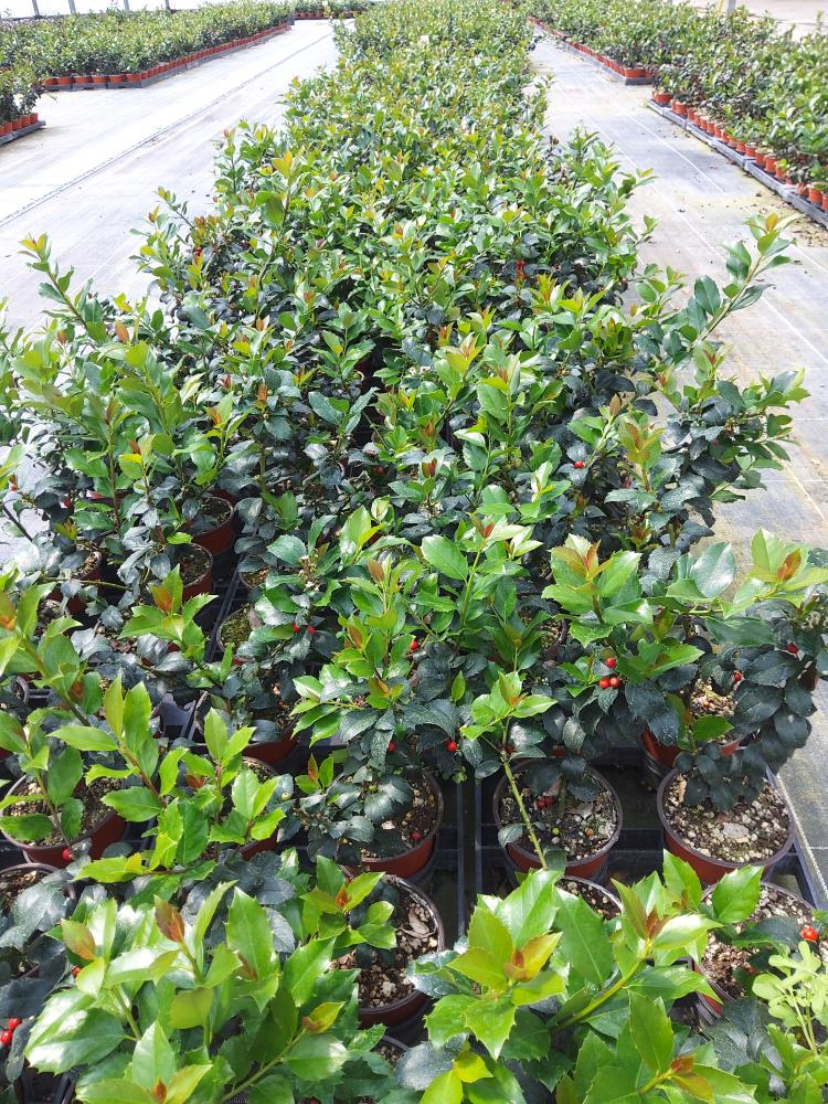 ILEX MESERVEAE BLUE MAID VP12