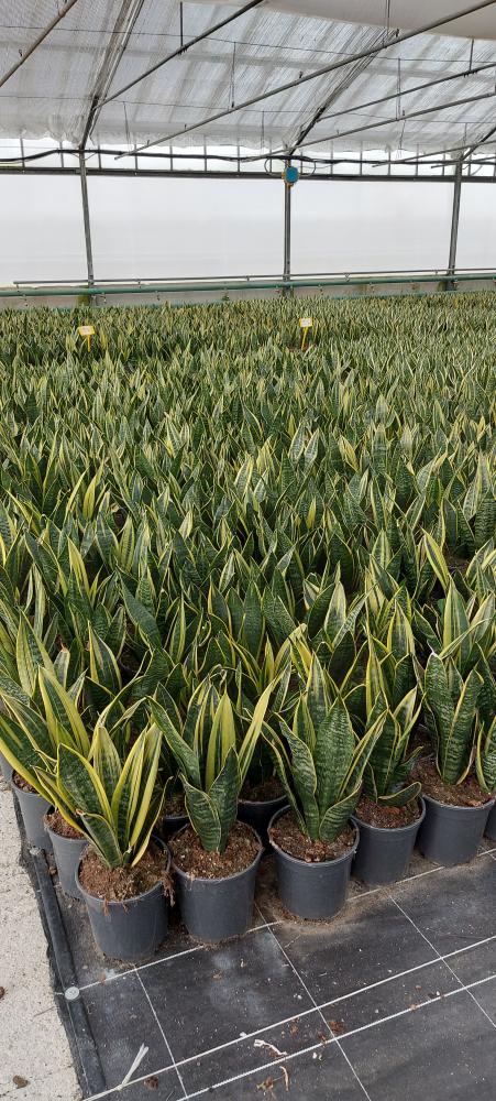 SANSEVIERIA GOLDEN FLAME VP17