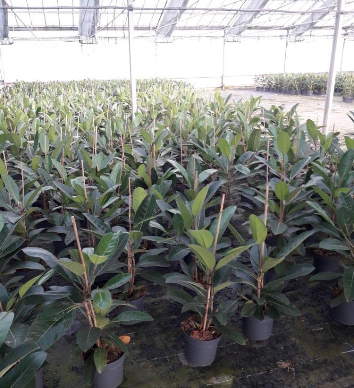 FICUS ROY 2P VP21