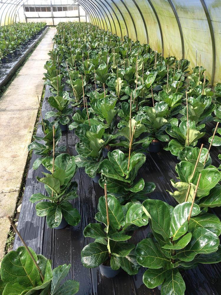 FICUS LYRATA 1P VP17