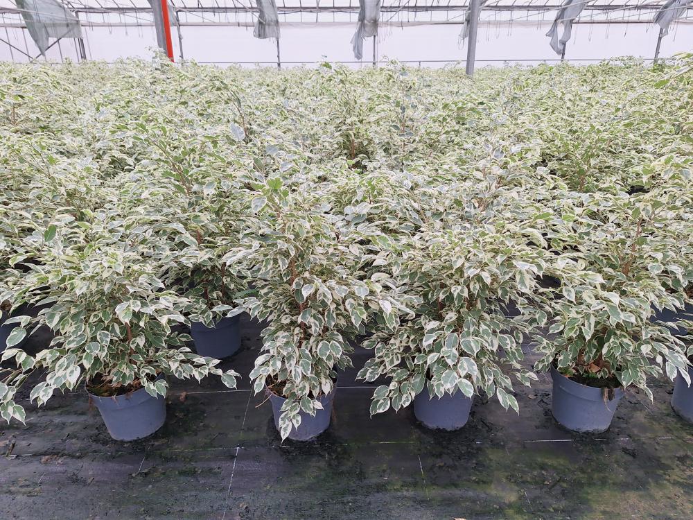 FICUS TWILIGHT VP21