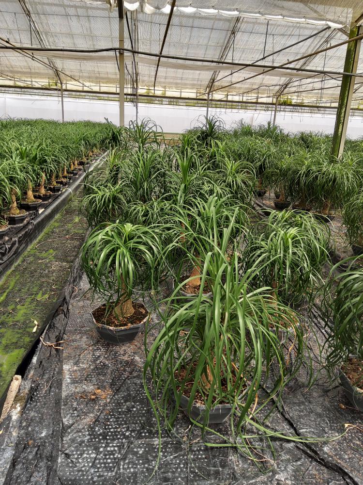 BEAUCARNEA CP32