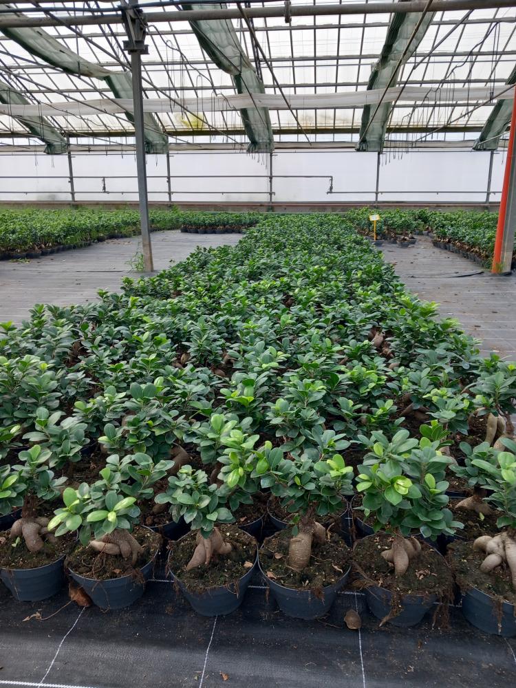 FICUS GINSENG GR150 CP17