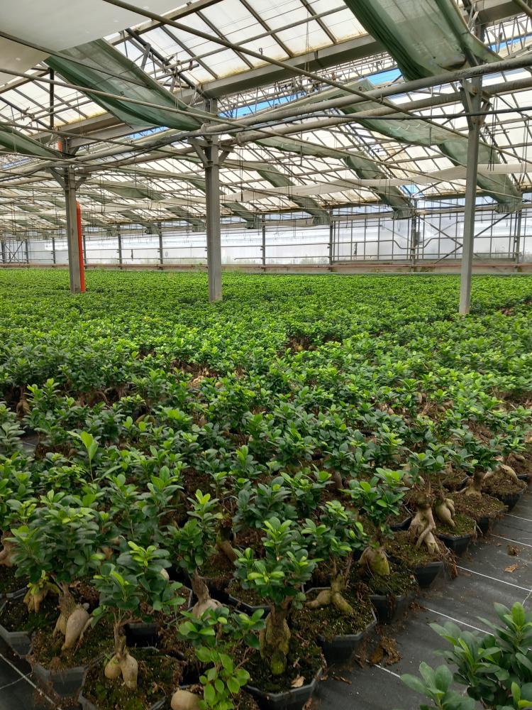 FICUS GINSENG GR250 CP18