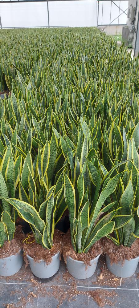 SANSEVIERIA LAURENTII VP21