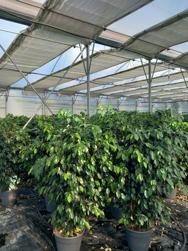 FICUS DANIELLE VP35 SPECIAL H180-200