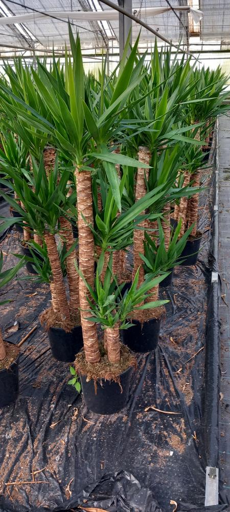 YUCCA H90/60/30 2GT VP24