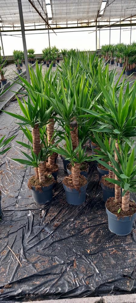 YUCCA H60/30 VP21