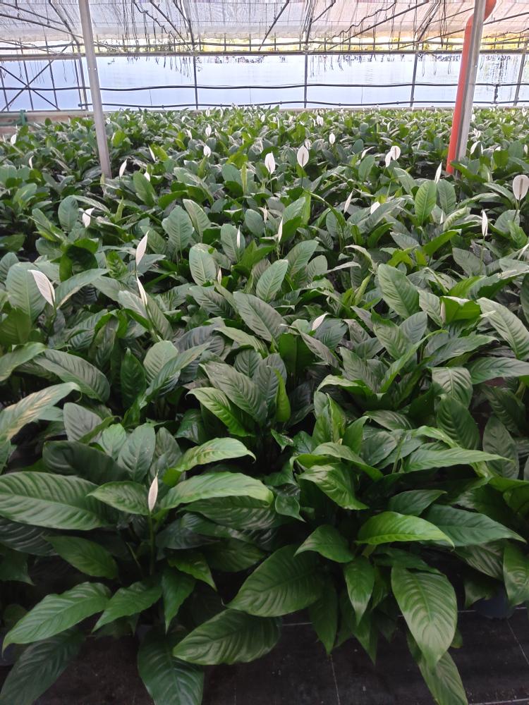 SPATHIPHYLLUM MARTINA VP17