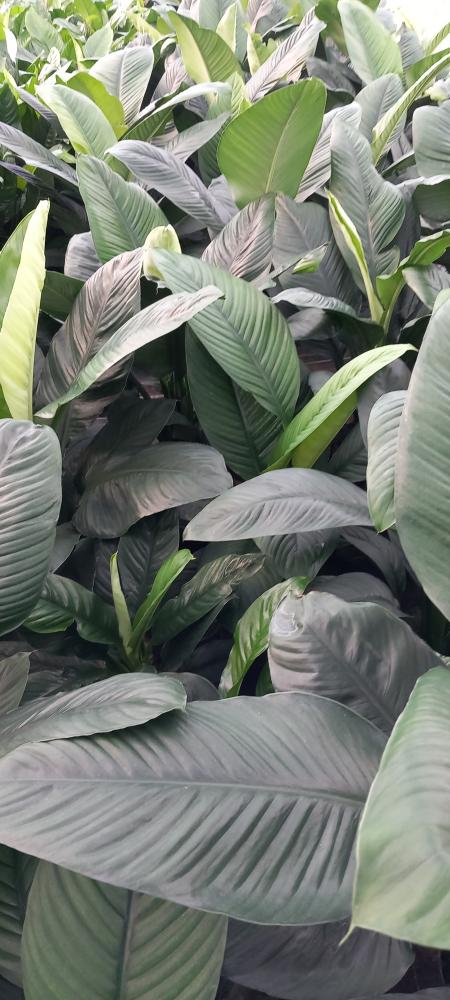 SPATHIPHYLLUM SENSATION VP21