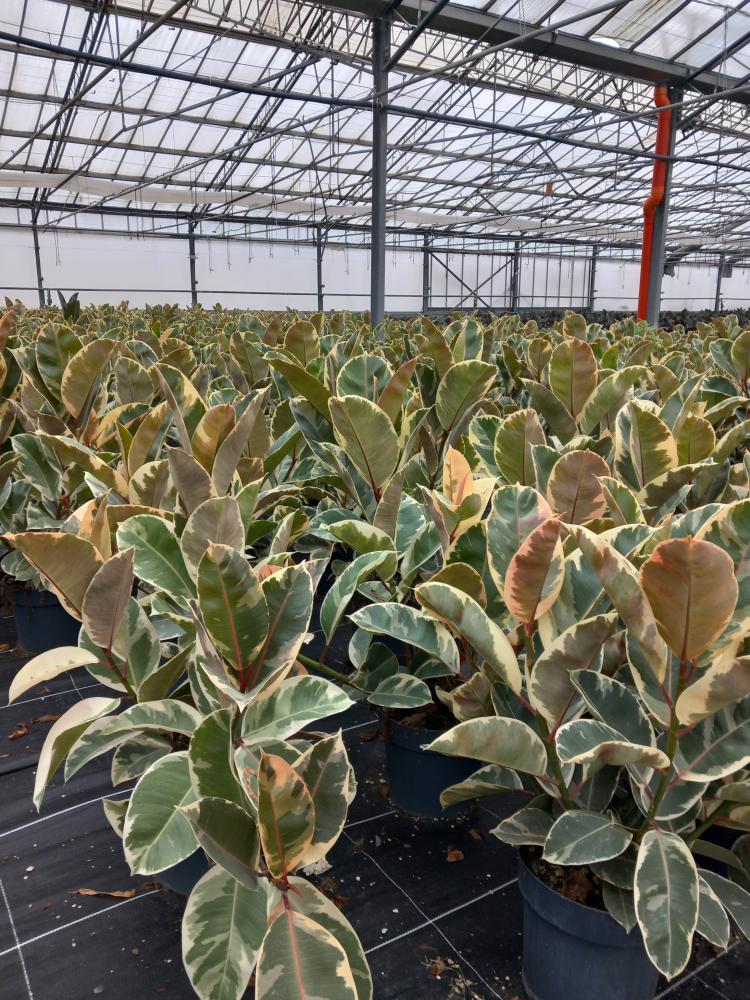 FICUS TINEKE SPRAY VP21