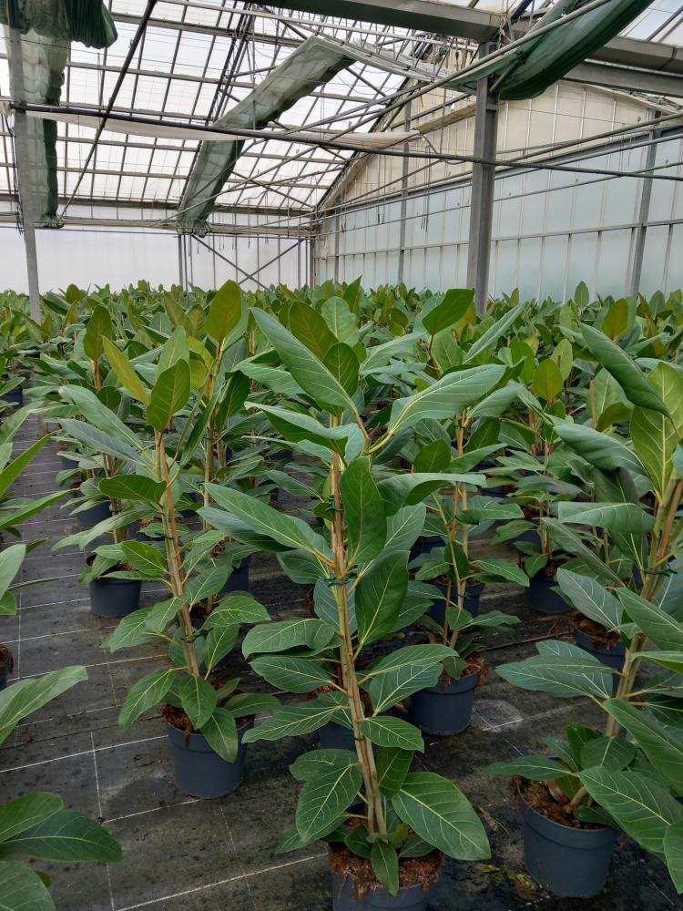 FICUS ROY 2P VP21