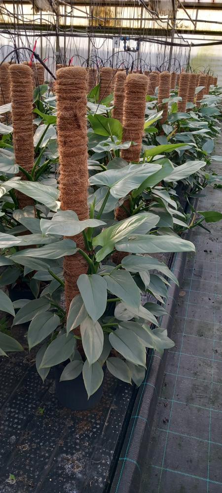 PHILODENDRON GREY H100 VP19