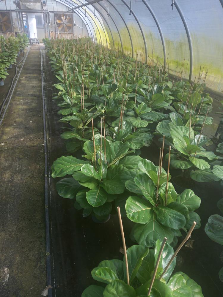 FICUS LYRATA 3P VP21