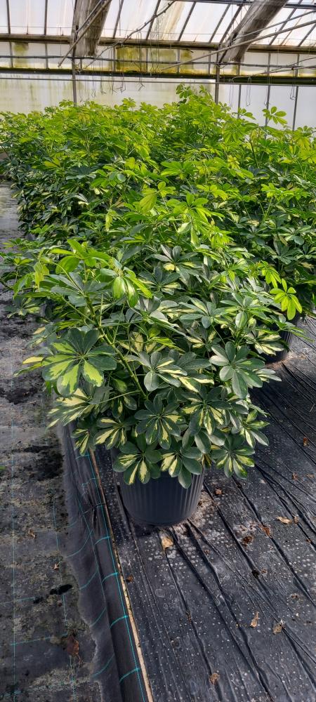 SCHEFFLERA GOLD CAPELLA VP35