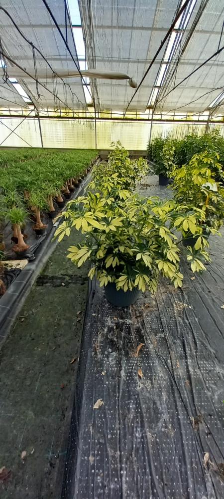 SCHEFFLERA TRINETTE VP35