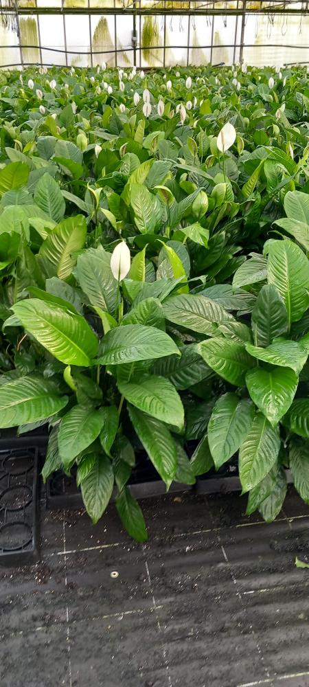 SPATHIPHYLLUM MARTINA 2P BK22