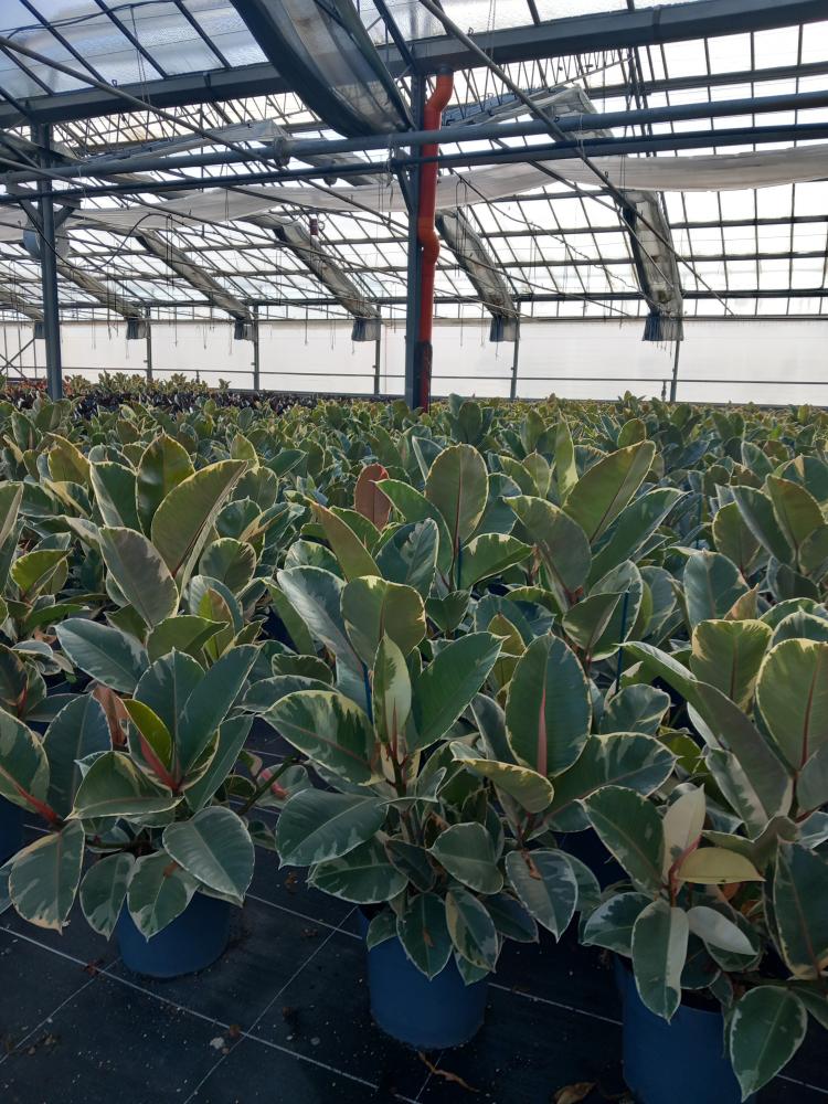 FICUS TINEKE SPRAY VP21