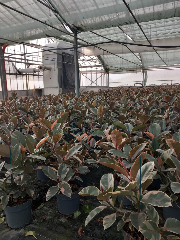 FICUS BELIZE SPRAY VP21