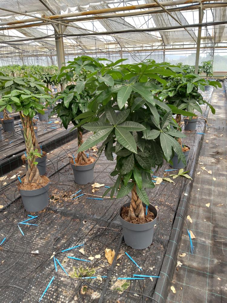 PACHIRA AQUATICA VP27
