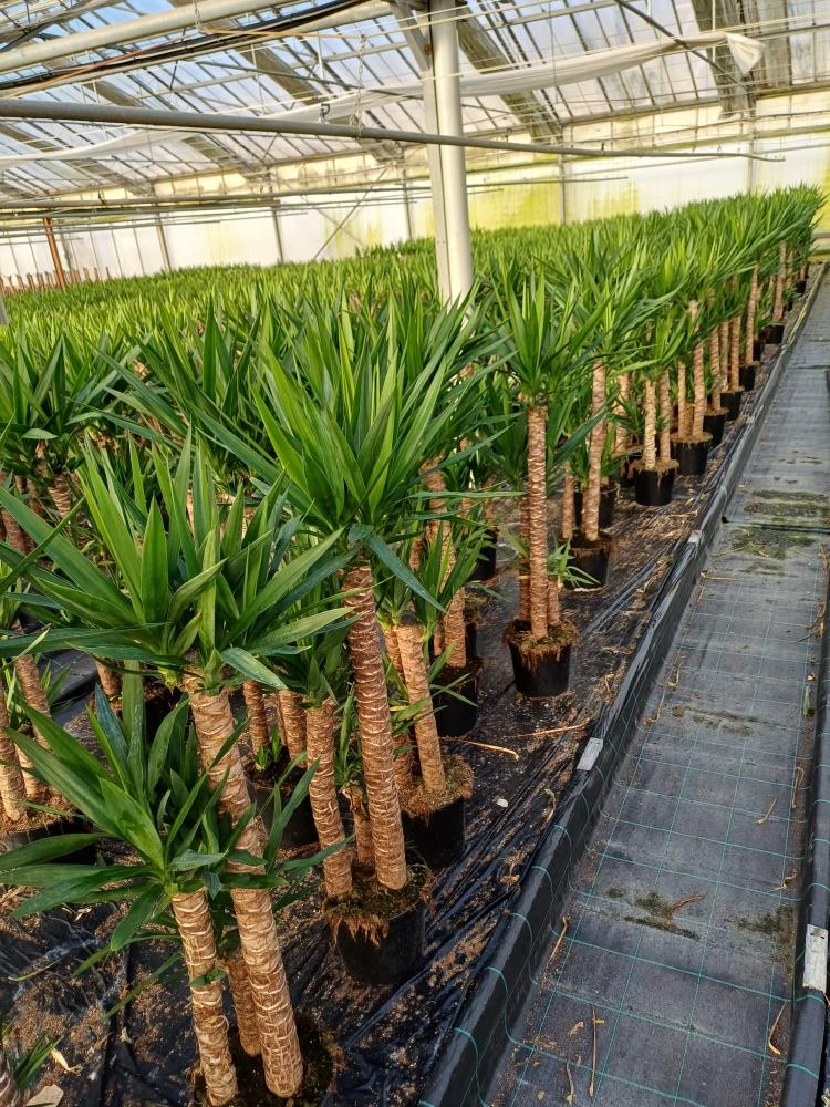 YUCCA H90/60/30 2GT VP24