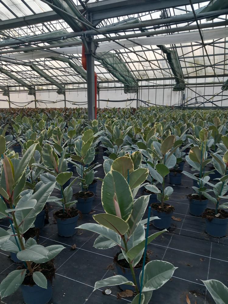 FICUS TINEKE 1P VP17