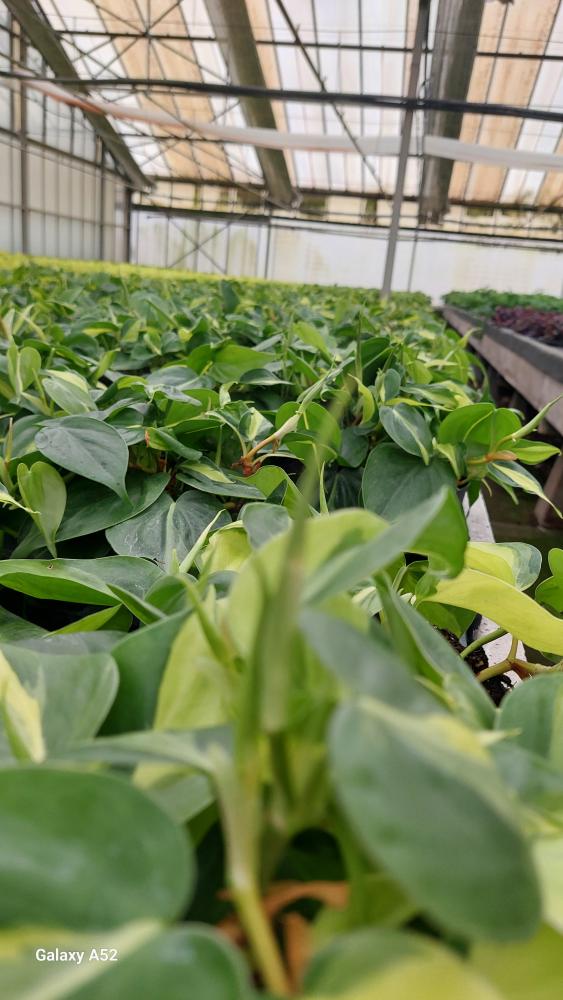 PHILODENDRON BRASIL CP17