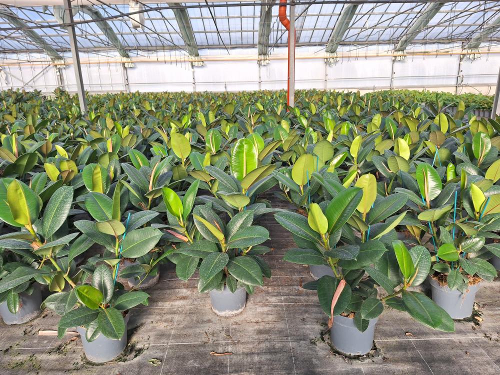 FICUS ROBUSTA SPRAY VP21