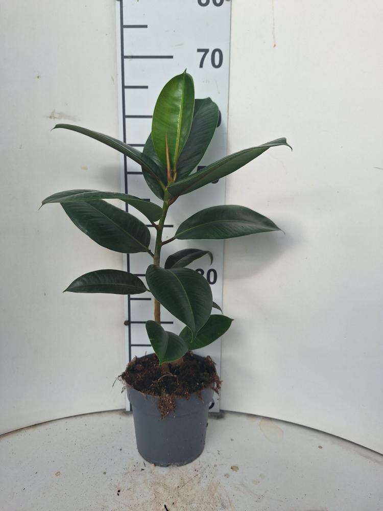 FICUS ROBUSTA 1P VP17