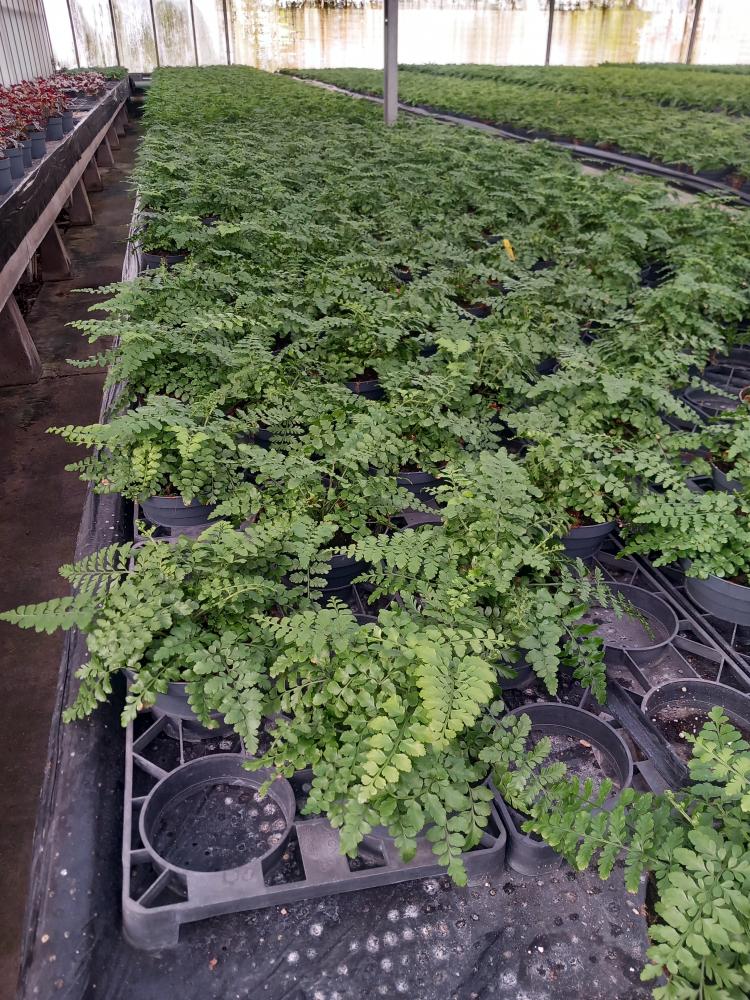 ASPLENIUM PARVATI CP17