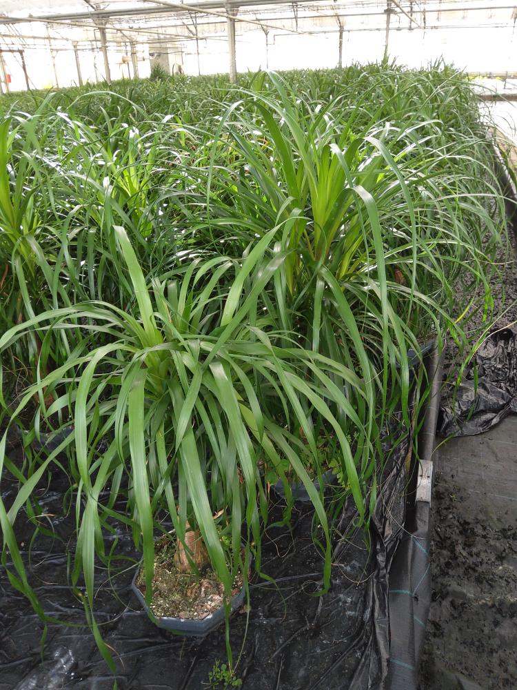 BEAUCARNEA CP26