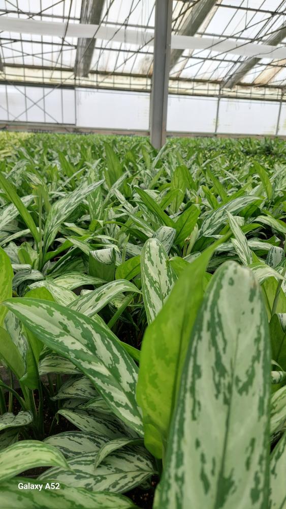 AGLAONEMA S. QUEEN 3P CP17