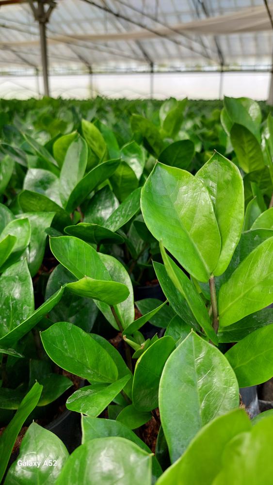 ZAMIOCULCAS VP12