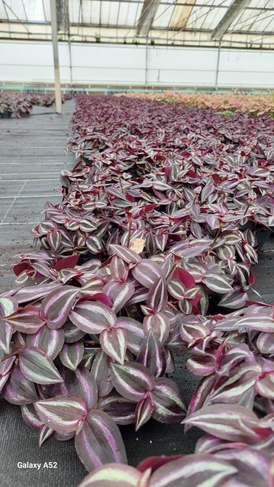 TRADESCANTIA JEWEL RED CP17