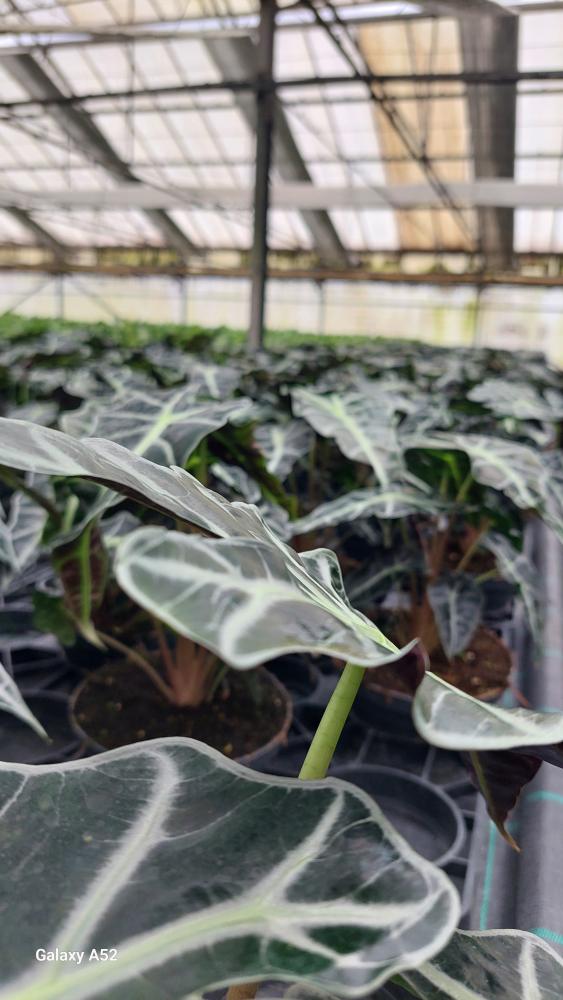 ALOCASIA A. POLLY CP17