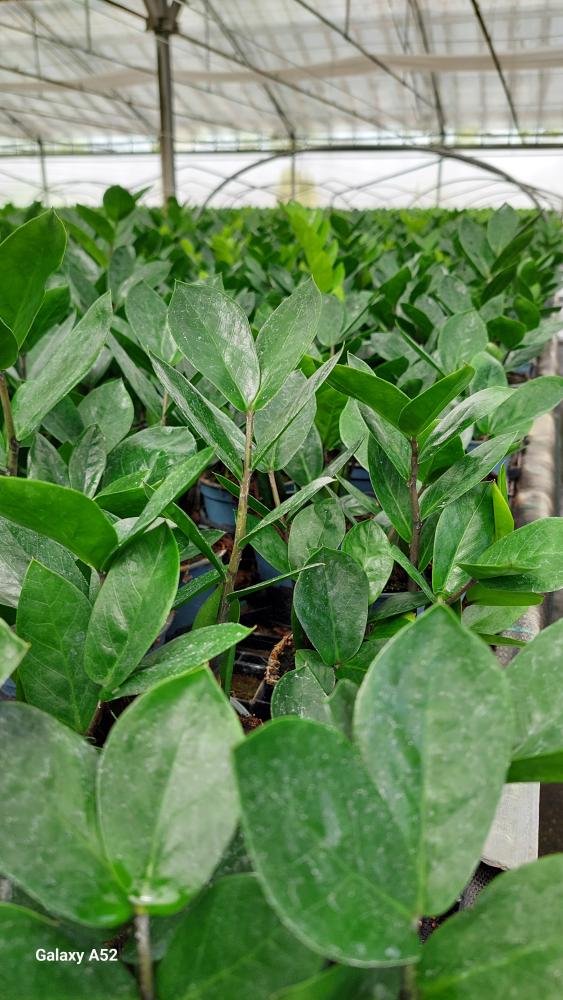 ZAMIOCULCAS VP12