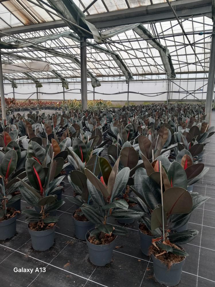 FICUS ABDJAN 1P VP17