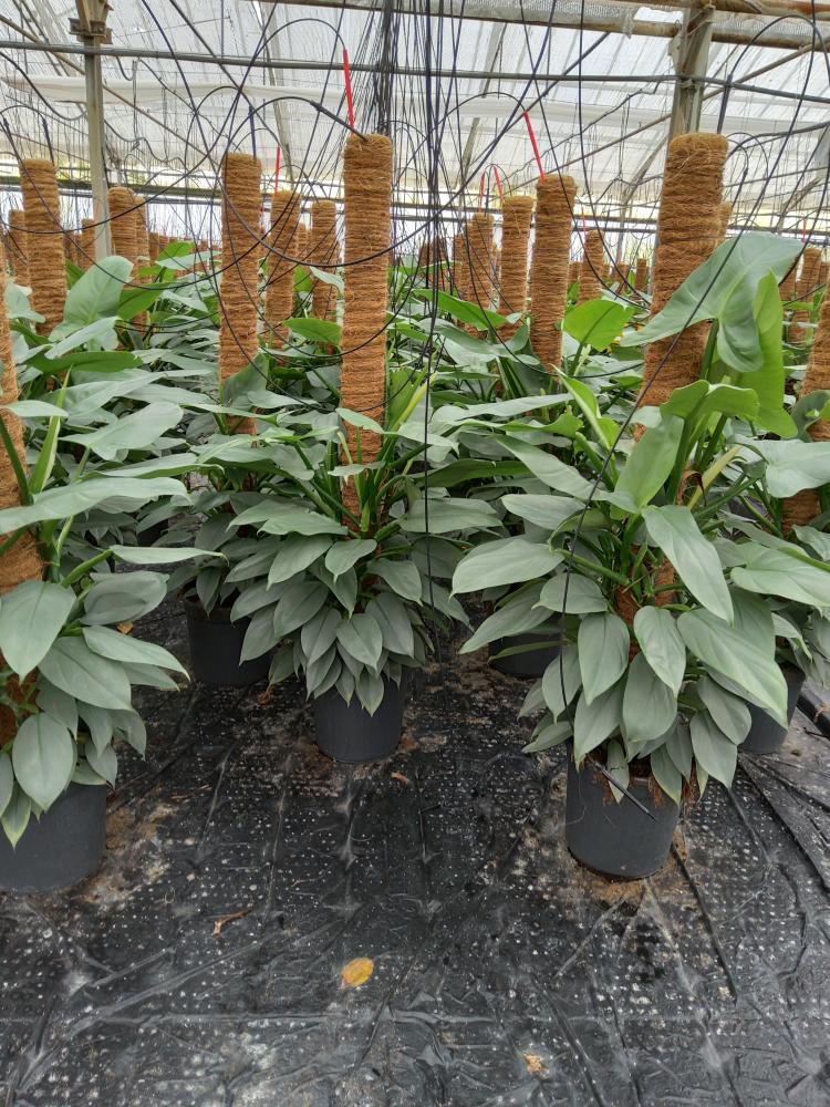 PHILODENDRON GREY H100 VP19