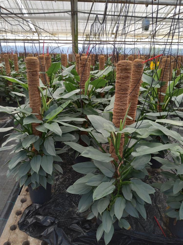 PHILODENDRON GREY H100 VP19