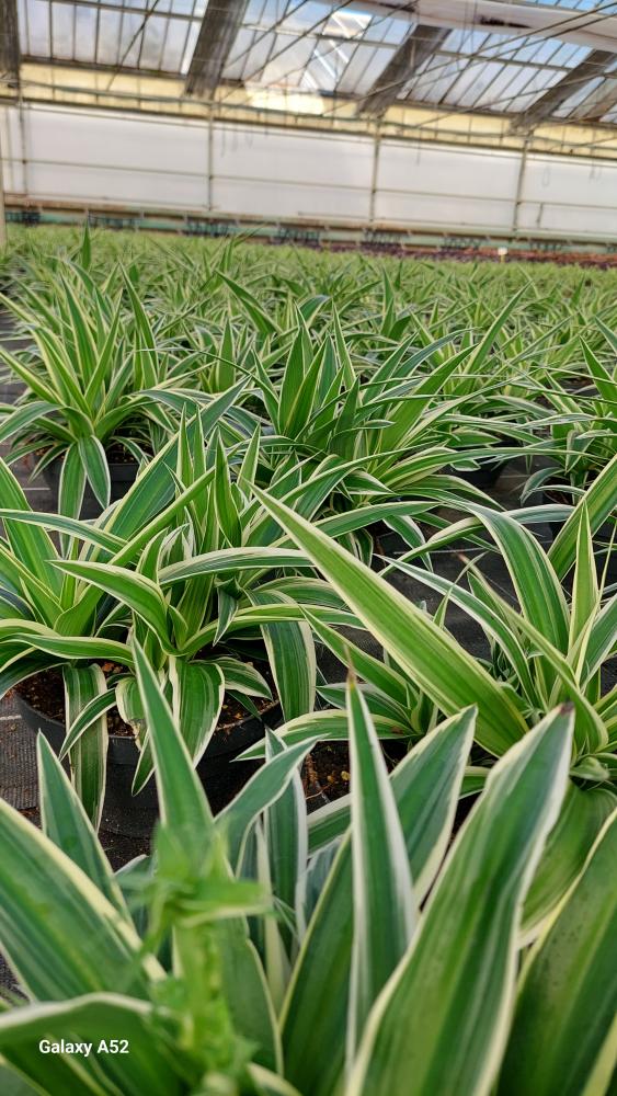 CHLOROPHYTUM VAR. CP17