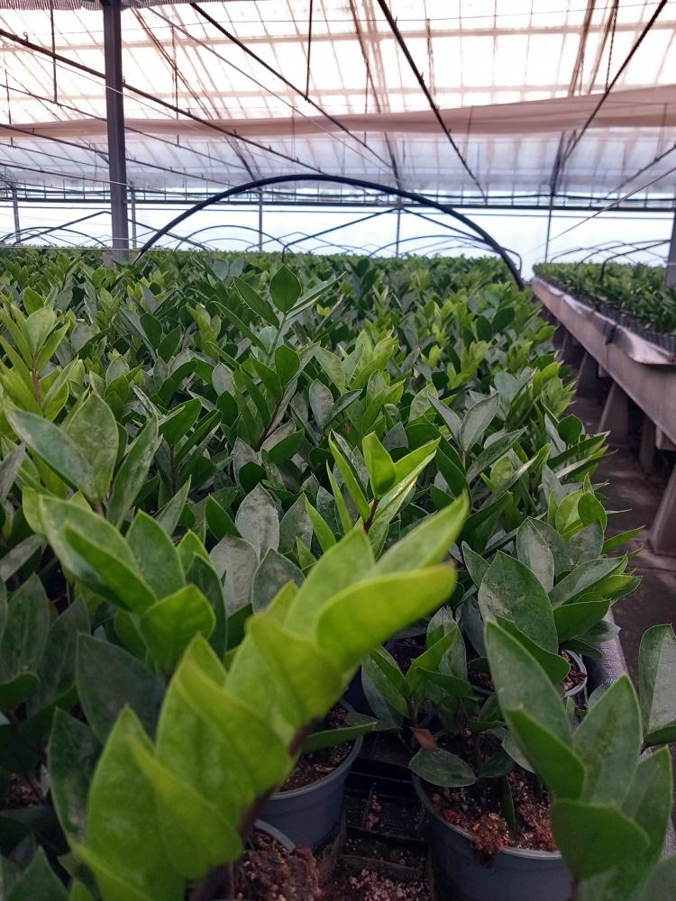 ZAMIOCULCAS VP12