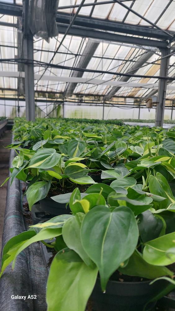 PHILODENDRON BRASIL CP17