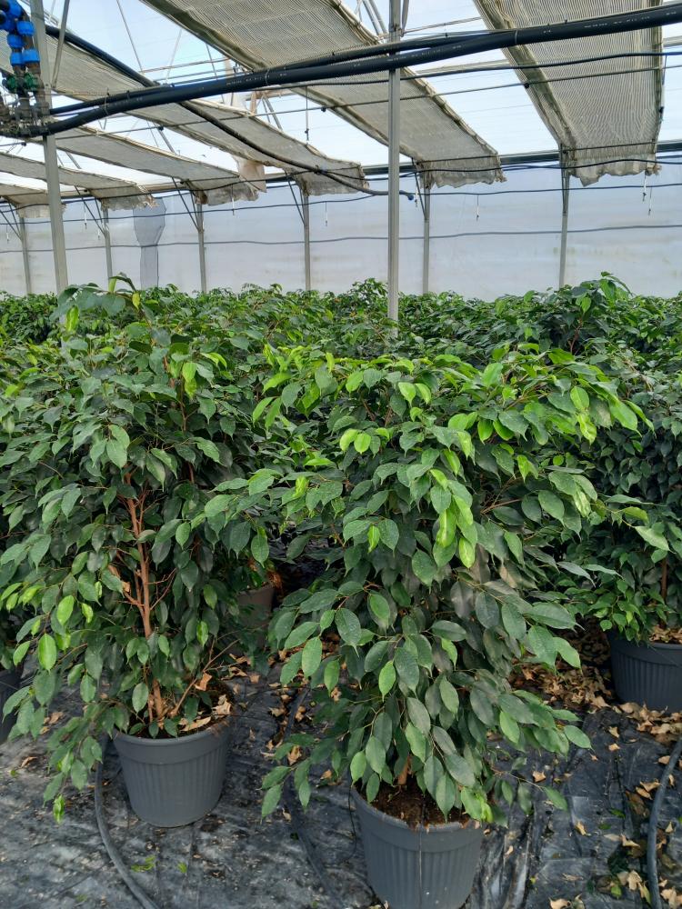 FICUS DANIELLE VP35