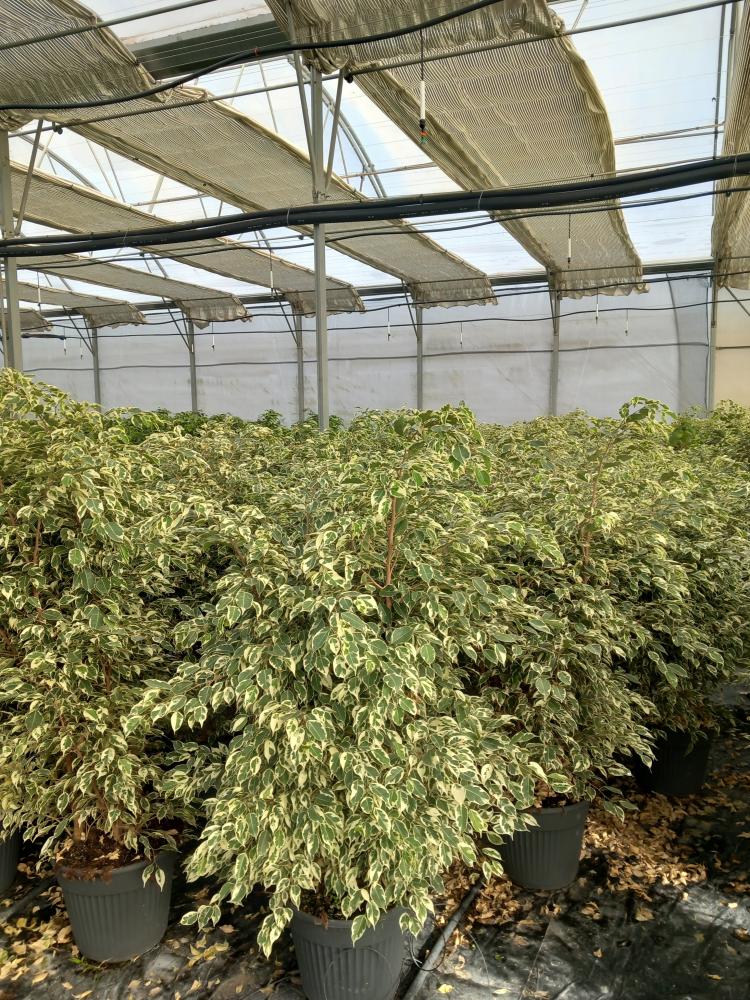 FICUS TWILIGHT VP35
