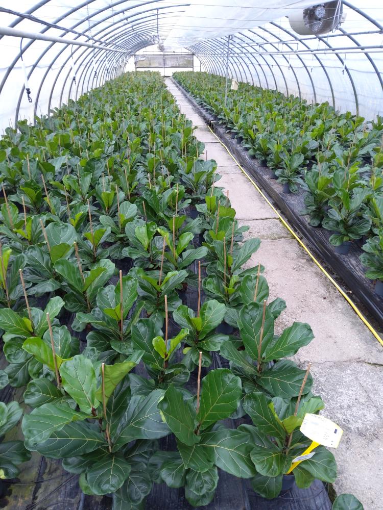 FICUS LYRATA 1P VP17