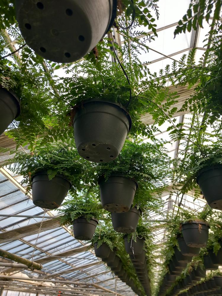 ASPLENIUM PARVATI BASKET BK20