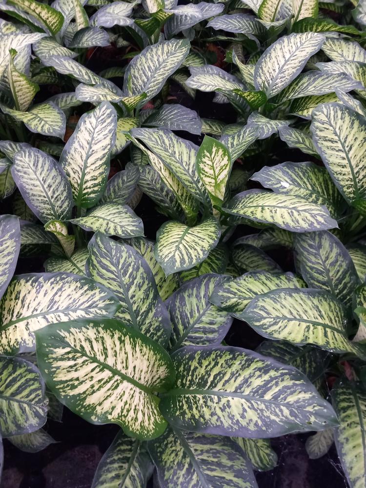 DIEFF. TROPIC YELLOW 2P VP21
