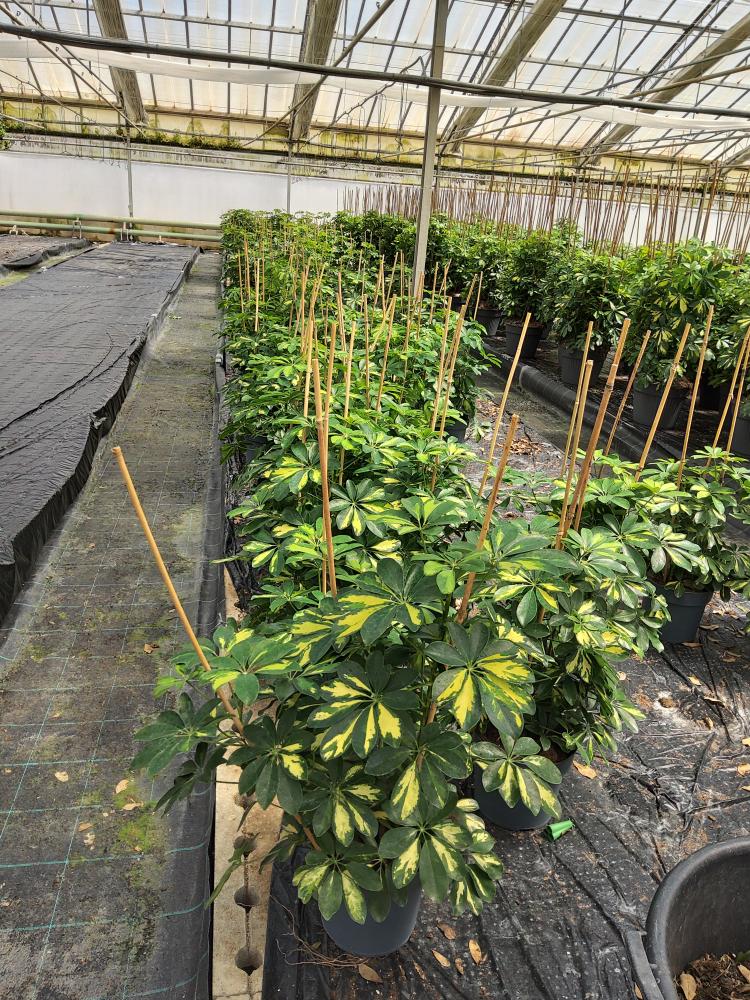 SCHEFFLERA GOLD CAPELLA 3P VP21